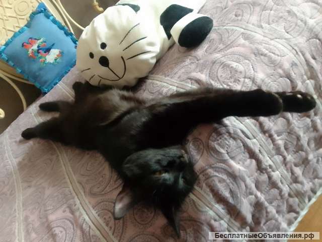 Коты братья Миша и Гриша