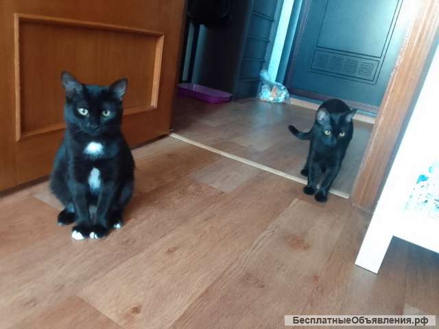 Коты братья Миша и Гриша