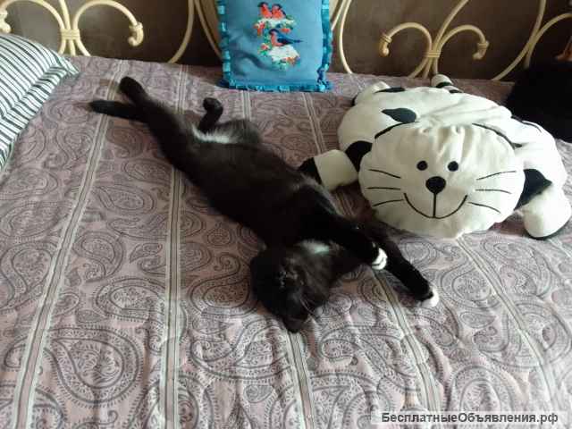 Коты братья Миша и Гриша