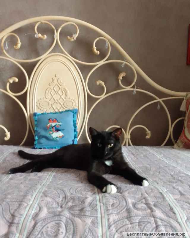 Коты братья Миша и Гриша