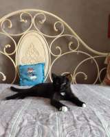 Коты братья Миша и Гриша