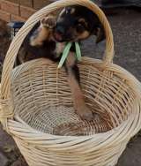 Малыш Вилли ищет любящие и ответственные ручки