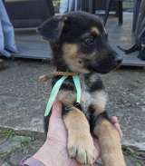 Малыш Вилли ищет любящие и ответственные ручки