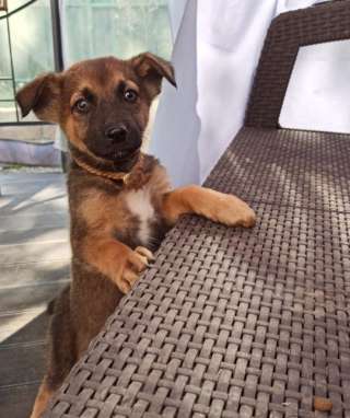 Норис забавный малыш, ищет добрые ручки