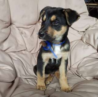 Бакс ищет дом