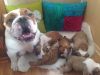 Великолепные щенки Английского бульдога (3 месяца)