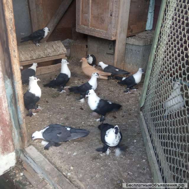 Голуби киевские