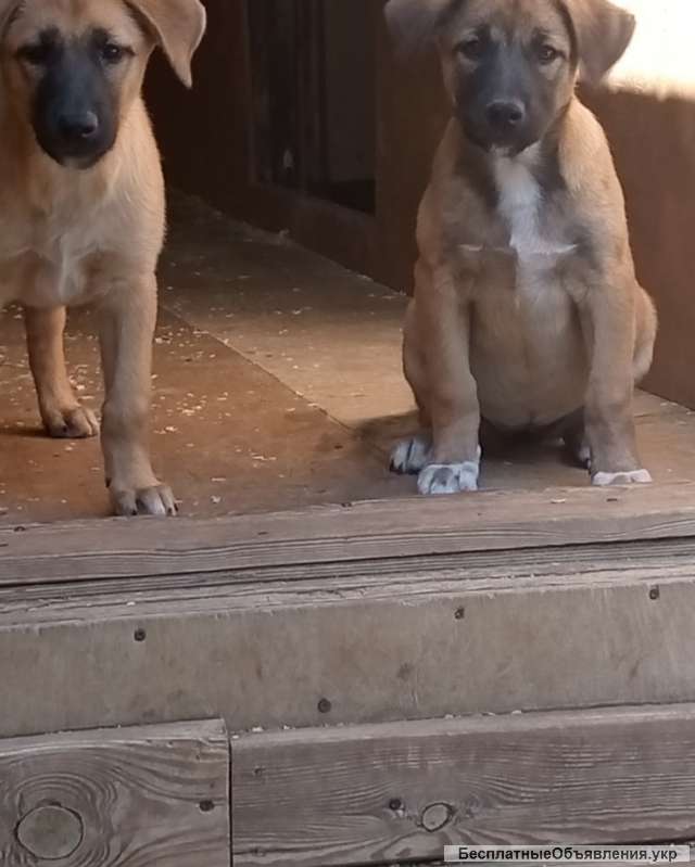 Метисы малинуа