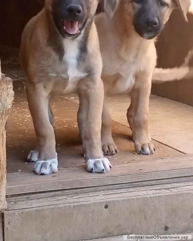 Метисы малинуа