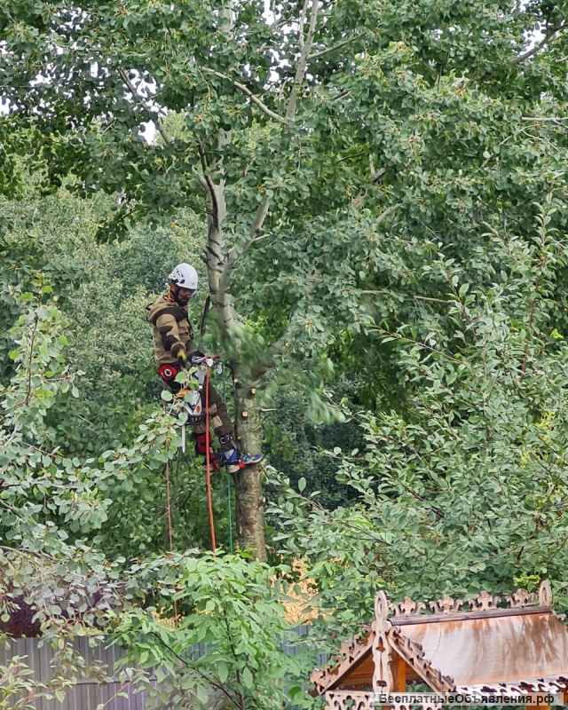 Спилить дерево кронировать ветки