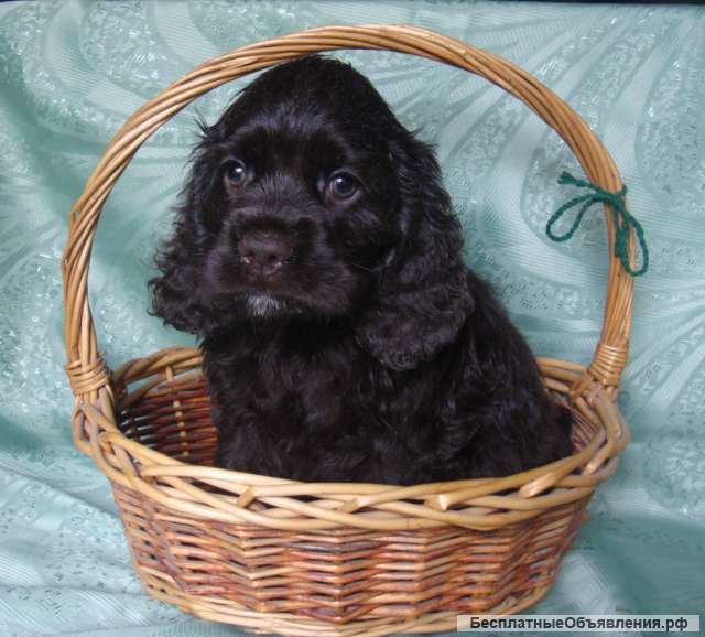 Американский кокер