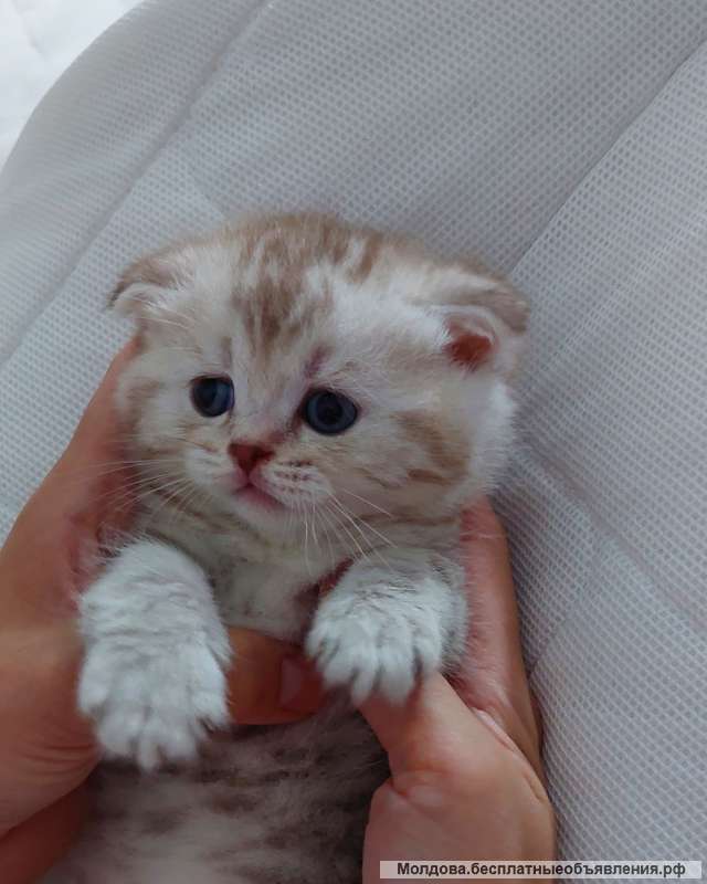 Scottish fold и Scottish straight