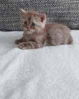 Scottish fold и Scottish straight