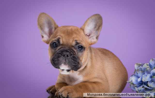 Чудных малышей французского бульдога