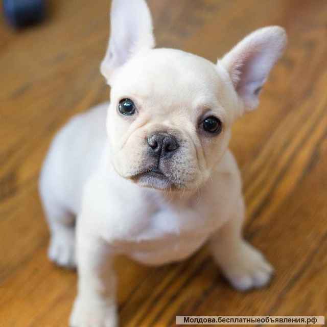 Чудных малышей французского бульдога