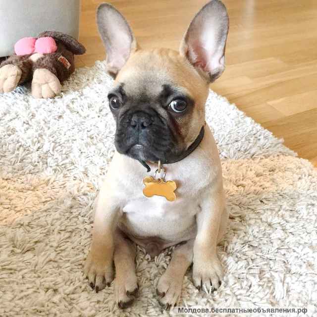 Чудных малышей французского бульдога