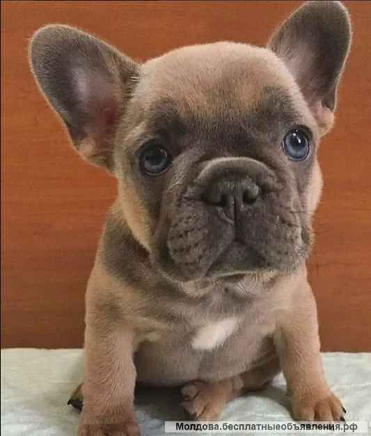 Чудных малышей французского бульдога
