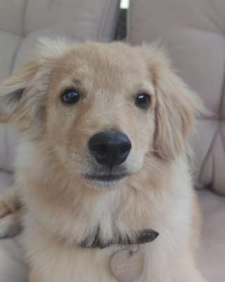 Солнечный малыш-метис Лучик в добрые руки