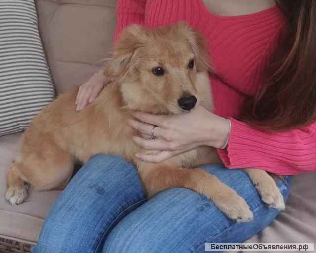 Солнечный малыш-метис Лучик в добрые руки
