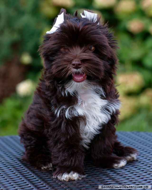 Щенки Йоркширского терьера