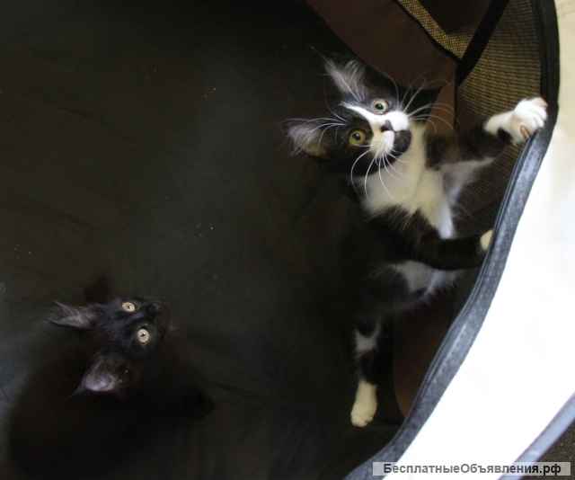 Возьмите меня домой