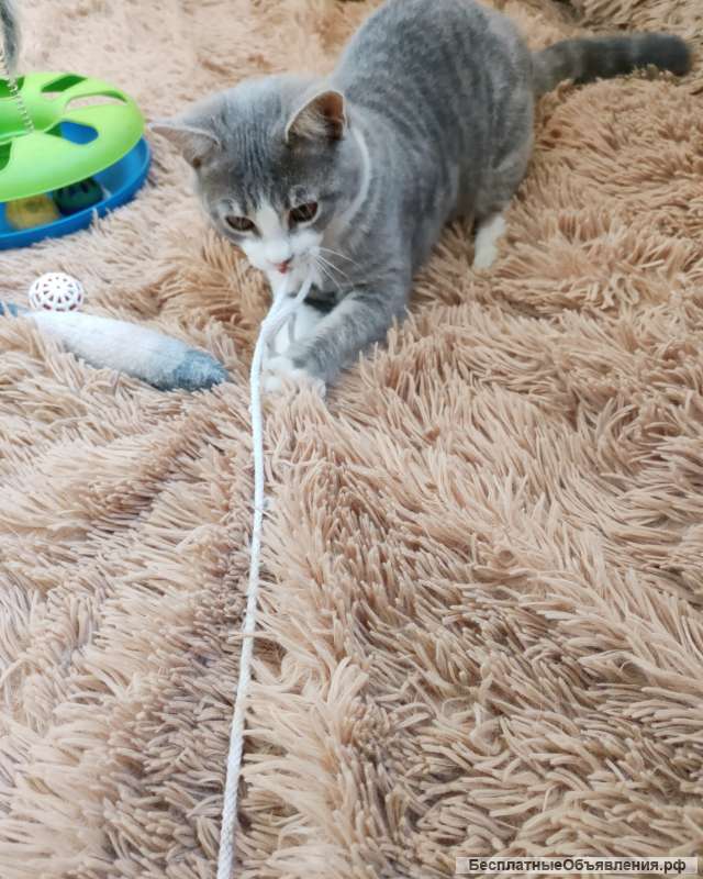 Котенок Стасик в добрые руки