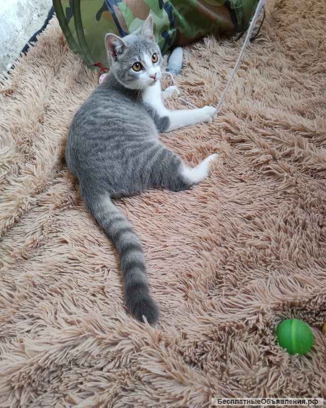 Котенок Стасик в добрые руки