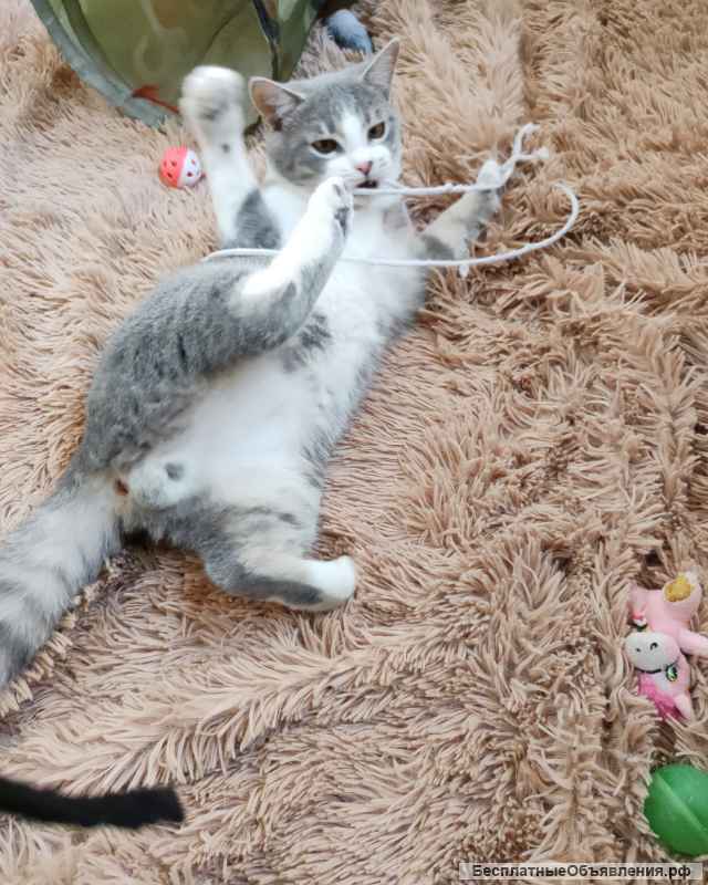 Котенок Стасик в добрые руки