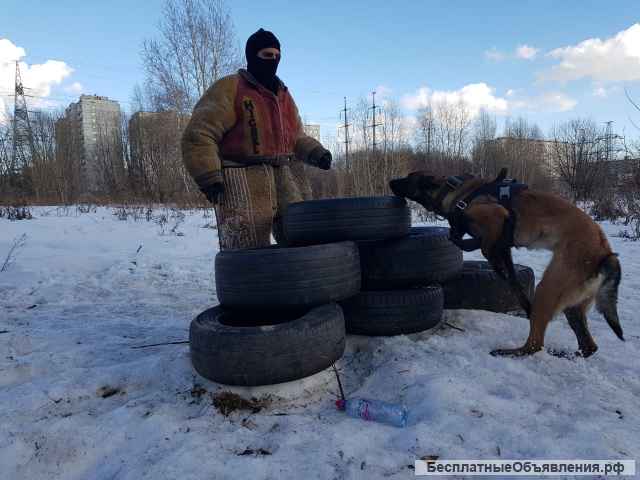 Дрессировка и обучение собак
