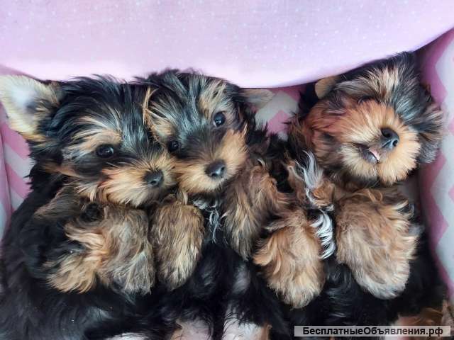 Щенки Йоркширского терьера ждут именно Тебя