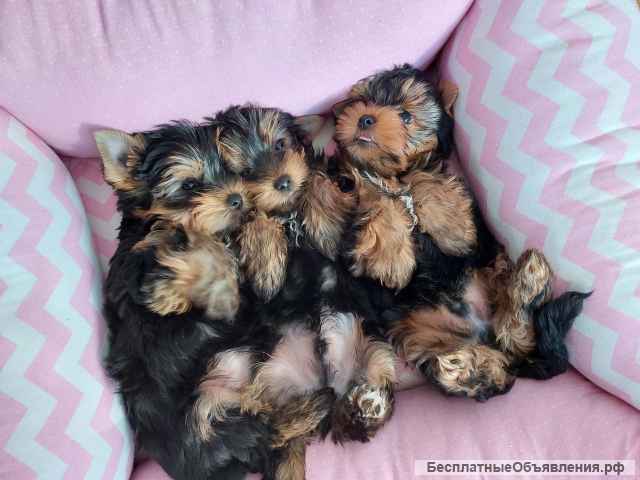 Щенки Йоркширского терьера ждут именно Тебя