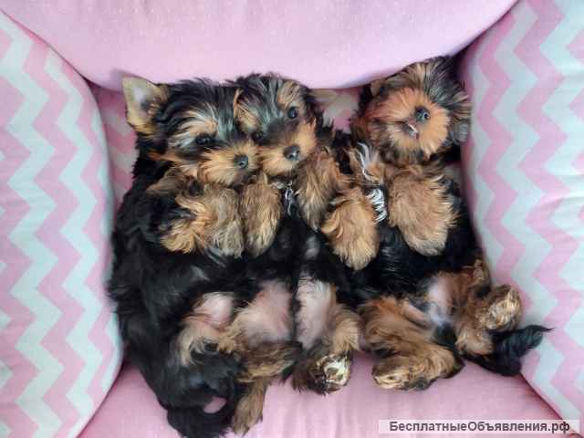 Щенки Йоркширского терьера ждут именно Тебя