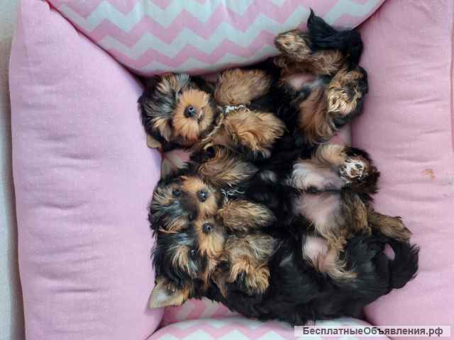 Щенки Йоркширского терьера ждут именно Тебя