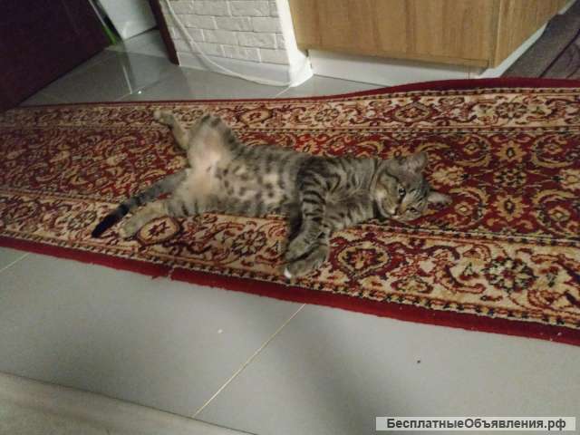 Отдам кота в частный дом