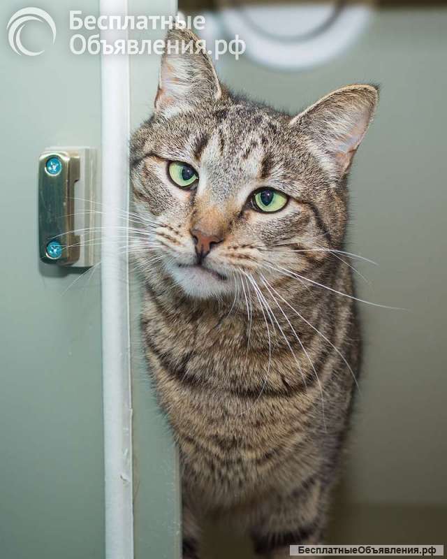 Вера - кошка с изюминкой в самые добрые руки