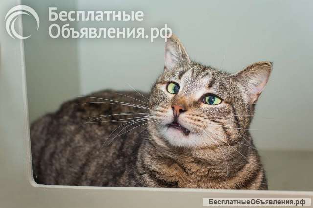 Вера - кошка с изюминкой в самые добрые руки