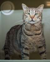 Вера - кошка с изюминкой в самые добрые руки