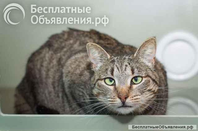 Вера - кошка с изюминкой в самые добрые руки