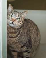 Вера - кошка с изюминкой в самые добрые руки