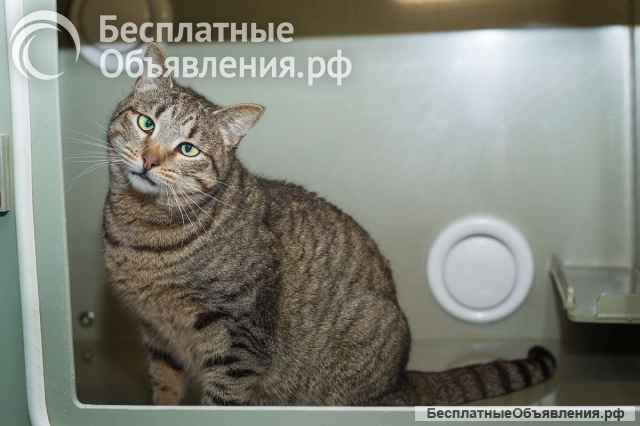 Вера - кошка с изюминкой в самые добрые руки