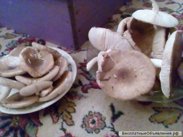 Патентный мухомор