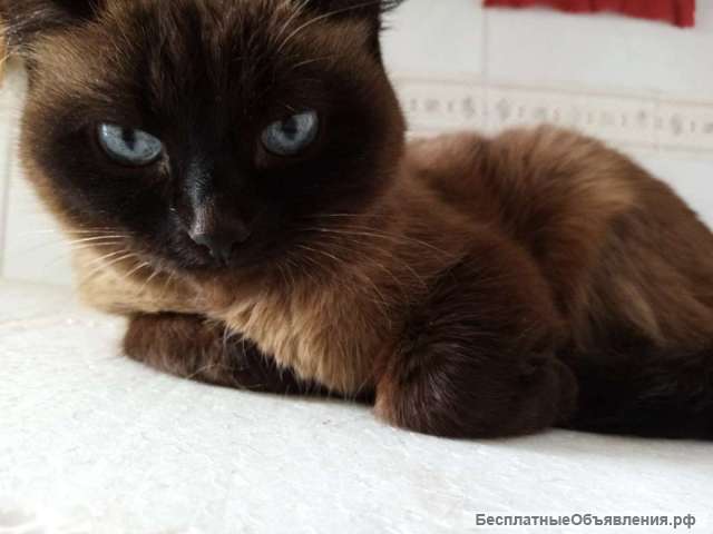 Сиамская кошка