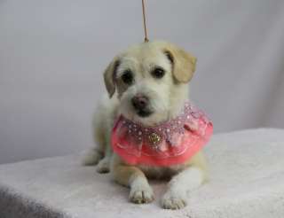 Милая, добрая и скромная собачка Зои в добрые руки