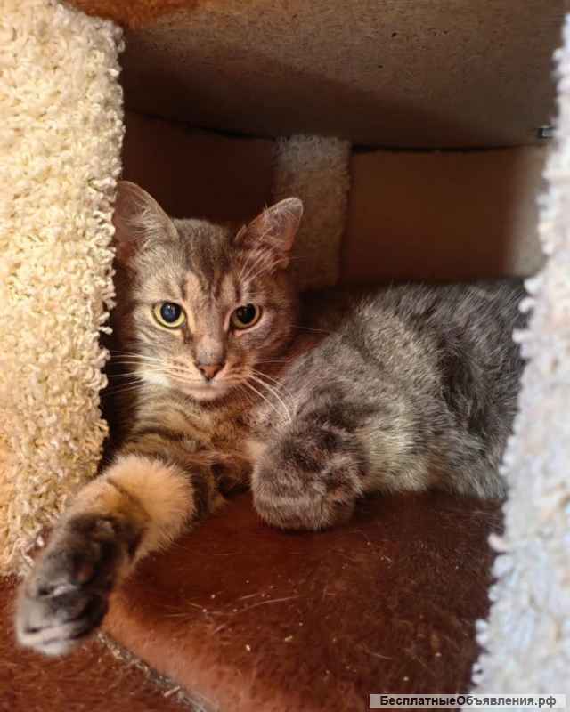 Зеленоглазая красавица кошка Амазонка в добрые руки