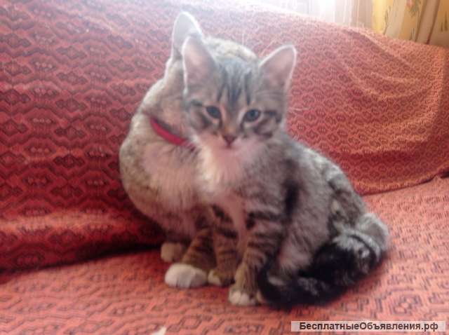 Котенок-мальчик в добрые руки