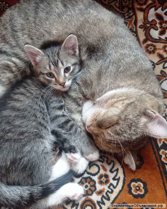 Котенок-мальчик в добрые руки