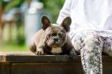 Щенки Французского бульдога (со всеми документами)