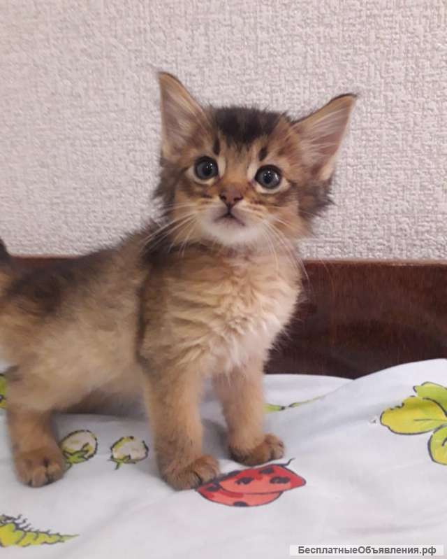 Котята сомалята