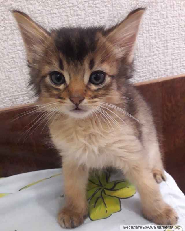 Котята сомалята