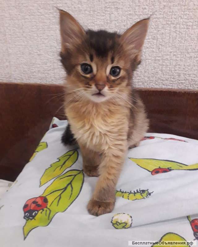 Лисички-Белочки